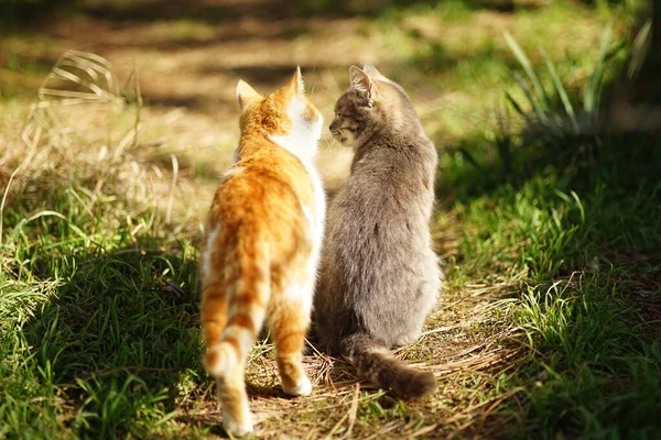 양지바른 정원에서 마리의 고양이가 의사소통을 — 스톡 사진