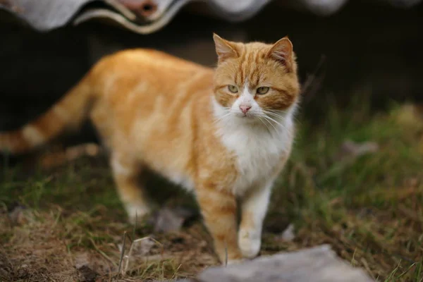 Ginger White Cat Spaziergang Garten — Stockfoto
