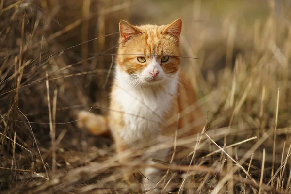 Ginger White Cat Sits Sunny Dry Grass — Fotografia de Stock