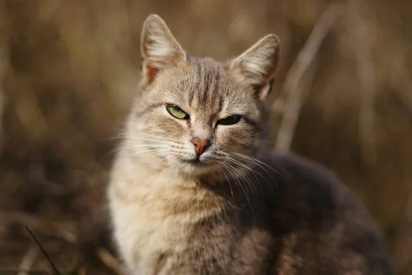 Grey Cat Sits Sunny Garden Closeup Portrait — Stockfoto