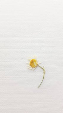 Beyaz kağıtta bir papatya çiçeği.