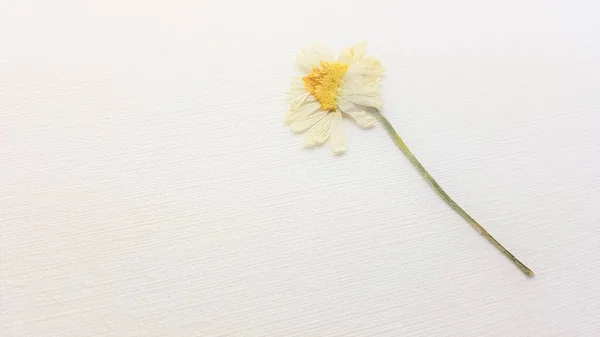 Eine Trockene Kamillenblüte Auf Weißem Papier Kopierraum — Stockfoto