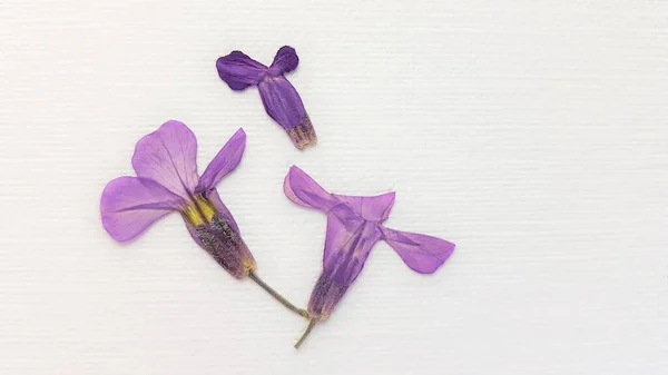 stock image Three dry purple flowers on white paper.