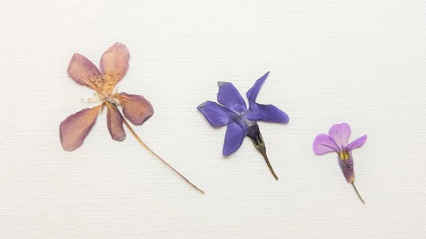 Trzy Suche Purpurowe Fioletowe Kwiaty Zielnika Białym Papierze — Zdjęcie stockowe