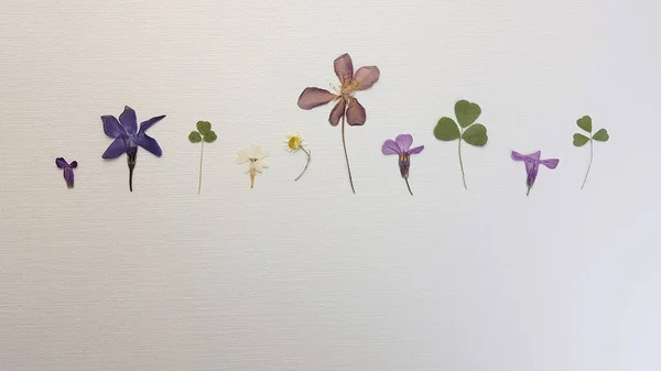 Zestaw Sztuki Suchych Kwiatów Zielnika Liści Białym Papierze — Zdjęcie stockowe