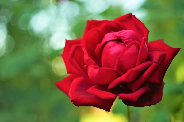 Červené Růže Keře Rostou Slunné Letní Zahradě — Stock fotografie