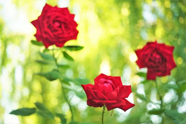 Três Rosas Vermelhas Arbusto Crescer Jardim Verão Ensolarado — Fotografia de Stock