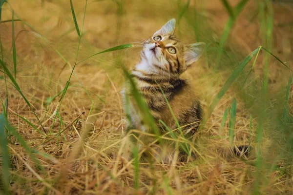 Roztomilé Kotě Tabby Sny Zahradě Zelenou Suchou Trávou — Stock fotografie