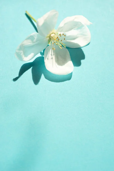Alma Fehér Nagy Virág Napfényes Kék Asztalon — Stock Fotó