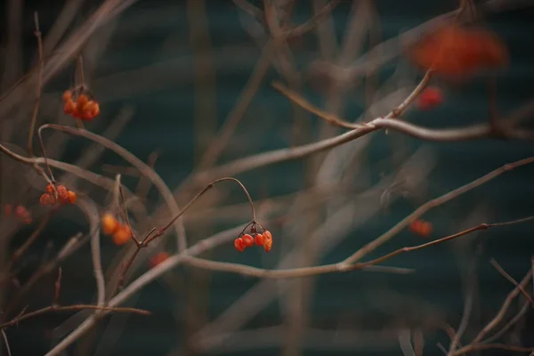 Zweige Aus Weißdorn Mit Roten Beeren Kunst Weicher Fokus — Stockfoto