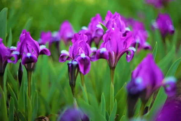 Flores Íris Violeta Cresce Jardim Primavera — Fotografia de Stock