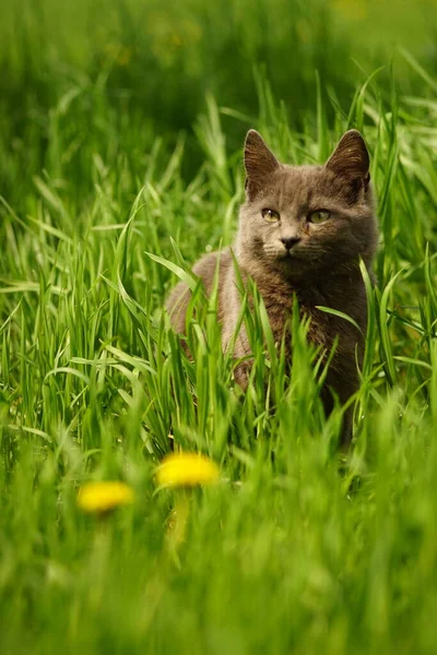 春の日に新鮮な緑の草の中でかわいい灰色の子猫の残り — ストック写真