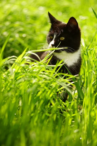 Чорно Білий Кіт Гуляє Яскраво Зеленій Траві Весняний День — стокове фото