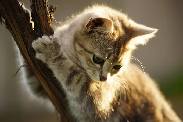장난을 좋아하는 고양이는 정원에 줄기를 발톱으로 긁는다 — 스톡 사진