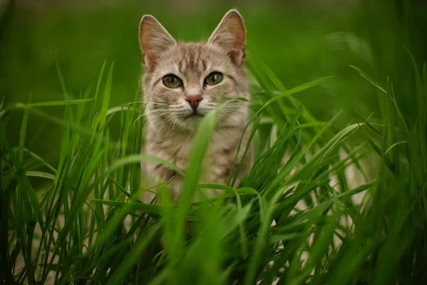 若い灰色の猫は春の庭の背の高い緑の草に座っています — ストック写真