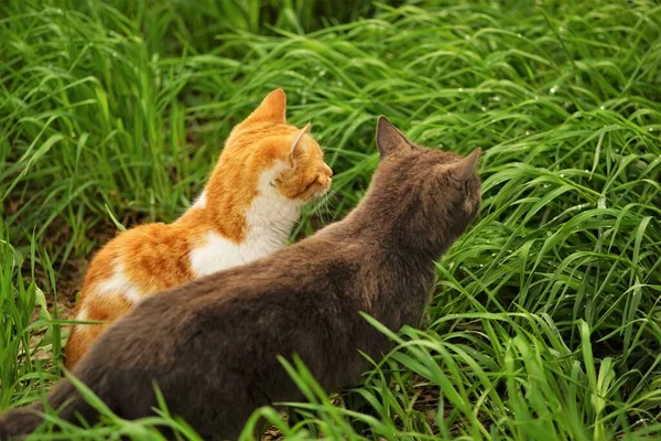Two Cats Rest Vivid Green Grass Spring Day — 스톡 사진