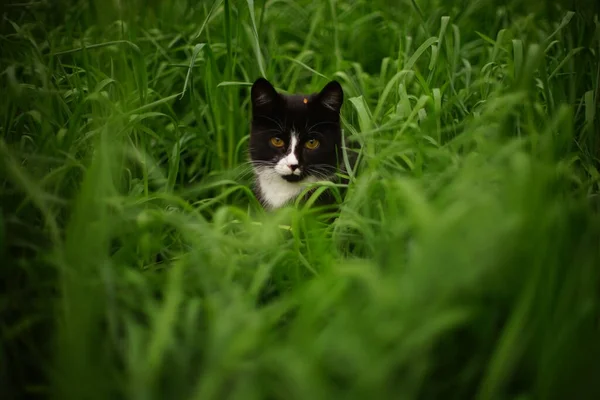 若い黒猫は春の庭の背の高い緑の芝生に座っています — ストック写真