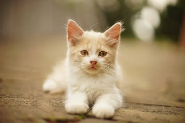 Heerlijk Beige Pluizig Kitten Rustend Een Zomertuin — Stockfoto