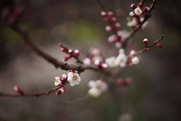 Piękne Drzewo Owocowe Kwitnące Wiosenne Gałęzie Moreli Kwitną — Zdjęcie stockowe