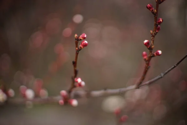Piękna Gałąź Drzewa Owocowego Kwitnące Gałęzie Moreli — Zdjęcie stockowe