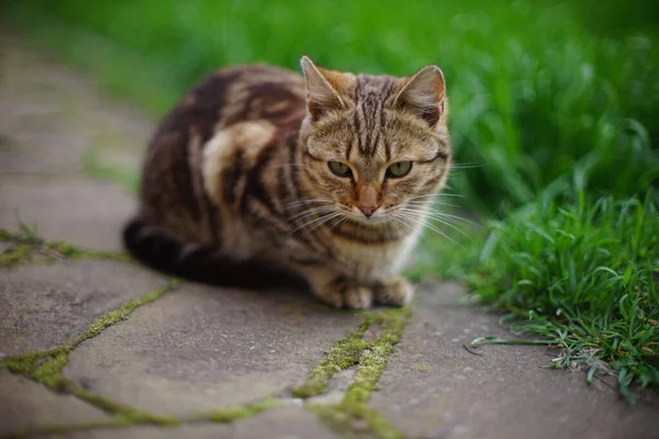 Tabby Tiger Katze Ruht Garten — Stockfoto