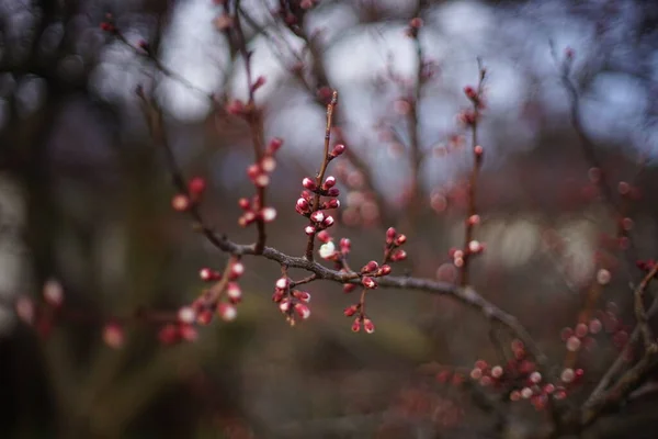 Piękne Drzewo Owocowe Kwitnące Wiosenne Gałęzie Moreli Kwitną — Zdjęcie stockowe