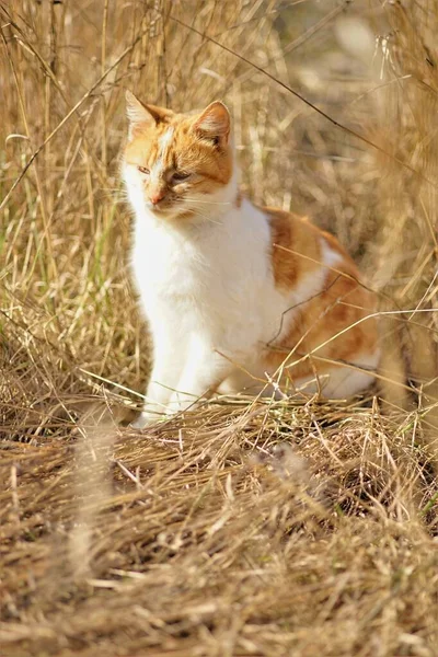 Ingwer Weiße Katze Ruhen Sonnigen Trockenen Gras — Stockfoto