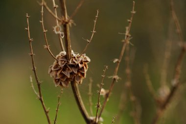 Tarlada yetişen ince dalları olan kuru bitki çalıları.