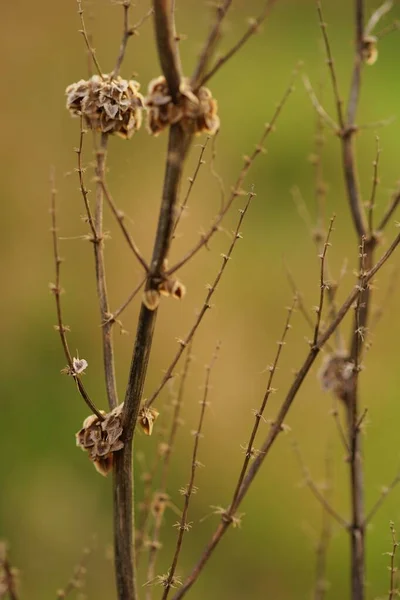 Planta Seca Com Ramos Finos Crescendo Campo — Fotografia de Stock