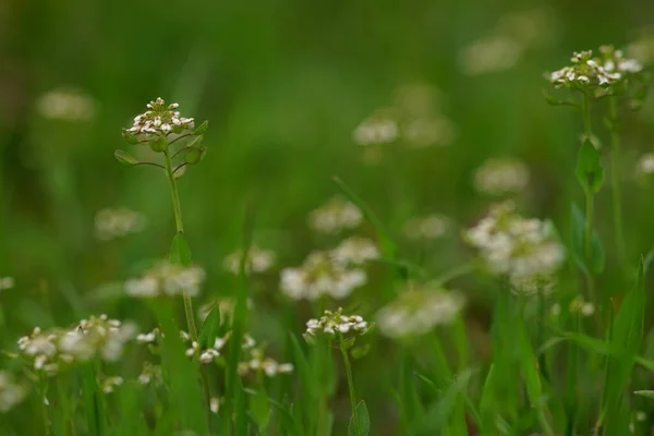 stock image Nature background with wild white flowers among the green grass