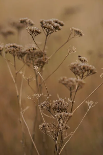 秋の畑で育つ乾燥した矢印植物 — ストック写真