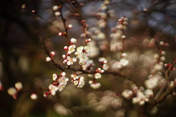 Piękne Drzewo Moreli Kwitnące Wiosennym Ogrodzie — Zdjęcie stockowe