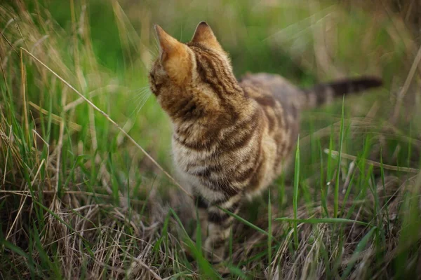 Tabby Chasse Tigre Chat Dans Jardin Printemps — Photo