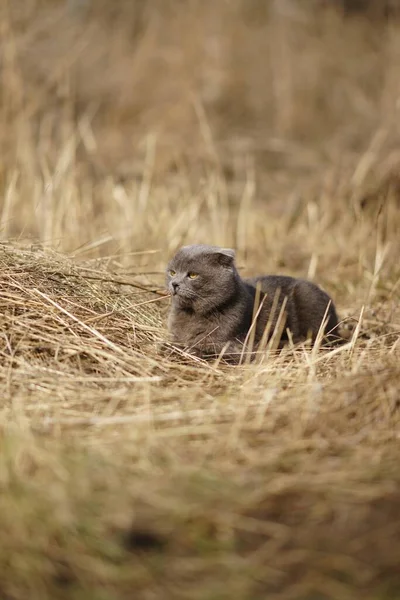 Szary Brytyjski Kot Odpoczynek Słonecznym Ogrodzie Suchej Trawie — Zdjęcie stockowe