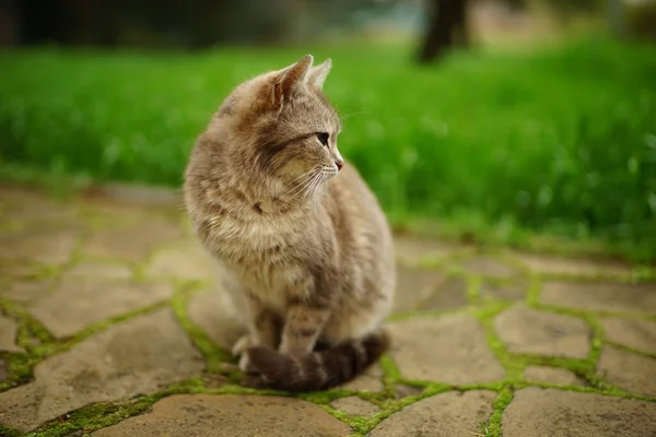 Gri Kedi Bahar Bahçesinde Dinleniyor Yakın Plan Portre — Stok fotoğraf