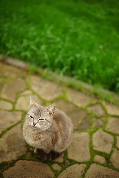 Γκρι Γάτα Αναπαύεται Ένα Κήπο Άνοιξη Πέτρινο Δάπεδο Κοντά Στο — Φωτογραφία Αρχείου