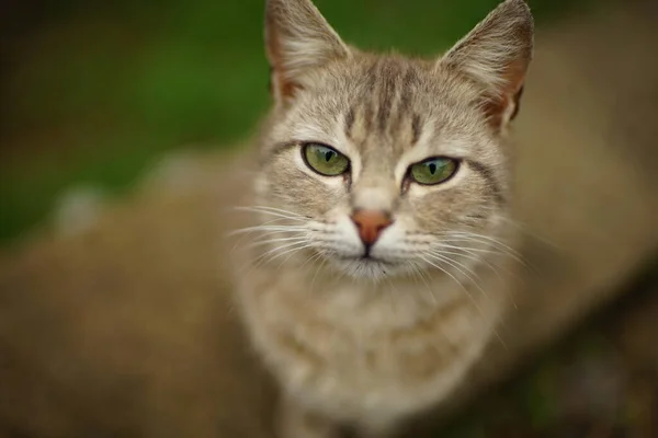 春の庭でグレー猫クローズアップ肖像画 — ストック写真