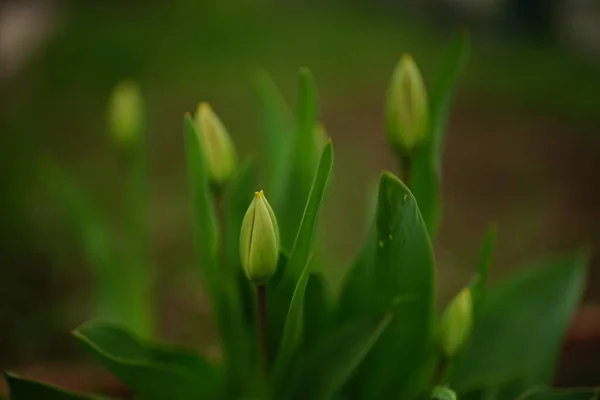 Fond Naturel Avec Jeunes Fleurs Tulipes Vertes Dans Jardin Printemps — Photo