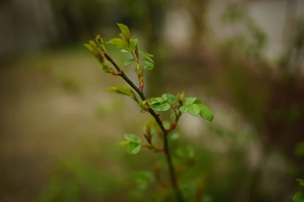 Естественный Фон Молодыми Зелеными Цветами Весеннем Саду — стоковое фото
