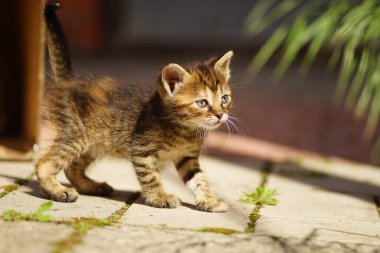 Koyu tekir kedicik güneşli sokakta ilk yürüyüşünde.