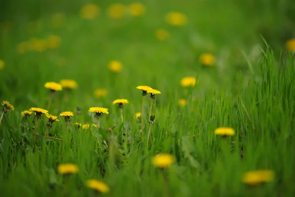 Żółte Kwiaty Mniszka Lekarskiego Rosną Zielonej Trawie — Zdjęcie stockowe