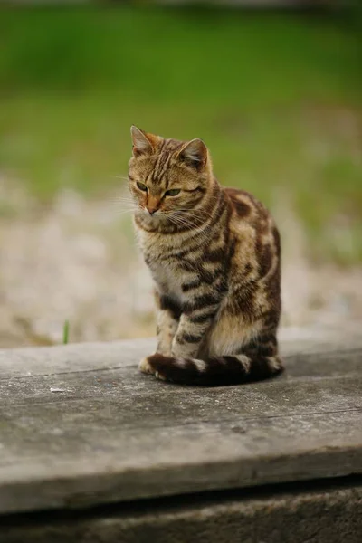 Jeune Chat Tigre Tabby Repos Dans Jardin Printemps — Photo