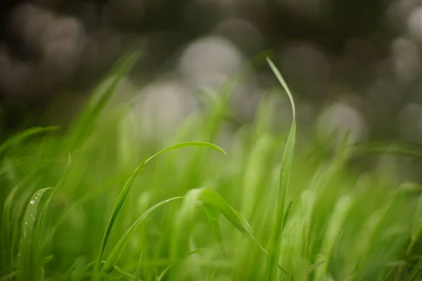 Kunst Floralen Hintergrund Mit Grünem Gras Regentropfen — Stockfoto