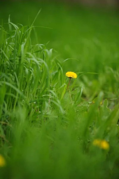 Żółty Kwiat Mniszka Lekarskiego Świeżej Zielonej Trawie — Zdjęcie stockowe