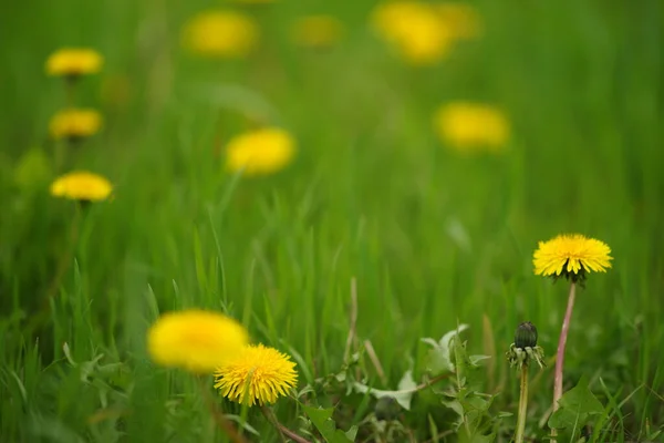 Sarı Karahindiba Çiçekleri Taze Yeşil Çimlerde Yetişir — Stok fotoğraf