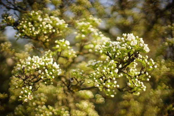 Rama Floreciente Peral Jardín Primavera — Foto de Stock
