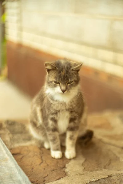 등딱지 고양이가 — 스톡 사진