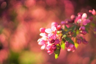 Güneşli bir bahar gününde çiçek açan bir ağaçta küçük pembe çiçekler. Sanat çiçek kartı.