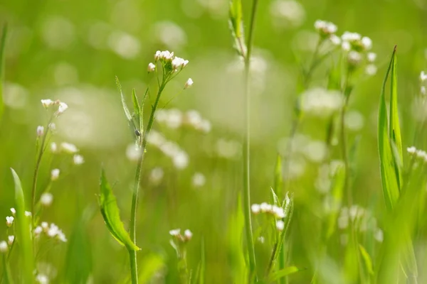 Άγρια Λευκά Λουλούδια Μεγαλώνουν Στην Άνοιξη Πράσινο Γρασίδι — Φωτογραφία Αρχείου