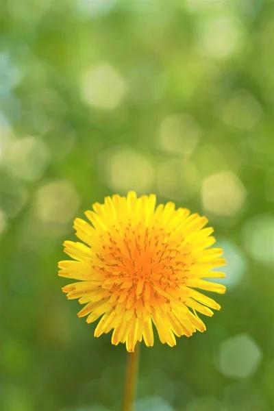 Bunga Dandelion Kuning Pada Latar Belakang Hijau Kabur — Stok Foto